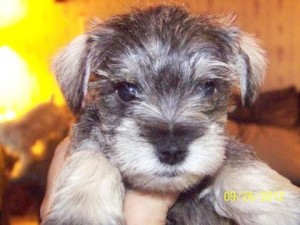 AKC Miniature Schnauzer puppies for sale