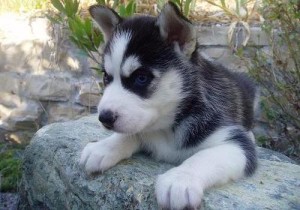 Outstanding Siberian huskies puppies for new families.