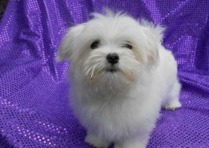 WE HAVE STANDARD MALTESE PUPPIES