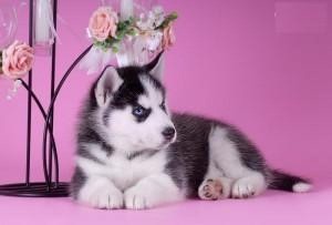 AKC Siberian Huskies puppies available for adoption