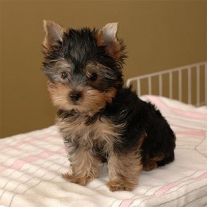 Lovely Well Train yorkie puppies for adoption now