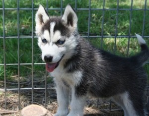 Beautiful AKC Siberian Husky puppies