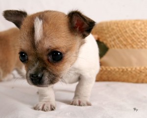 Adorable chihuahua puppy for adoption