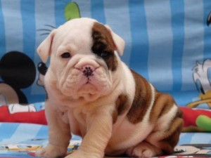 Adorable English Bulldog Puppies Available