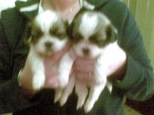 beautiful shih-zu pups for sale