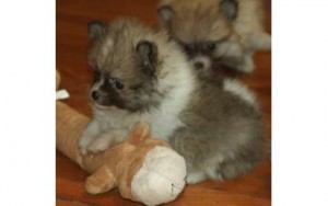 Male and female Pomeranian puppies for re homing