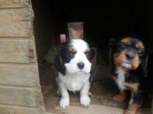 Cavalier king charles