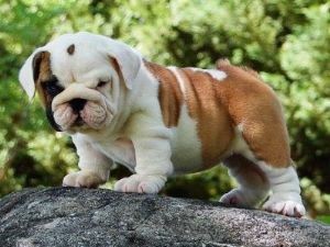 lovely male and female English Bulldog Puppies for adoption.