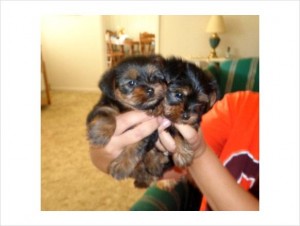 AWESOME WELL TAMED TEACUP YORKIE PUPPIES FOR FREE ADOPTION