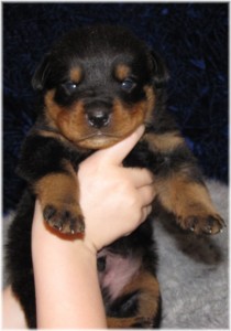 Charming Rottweiler Puppies Available