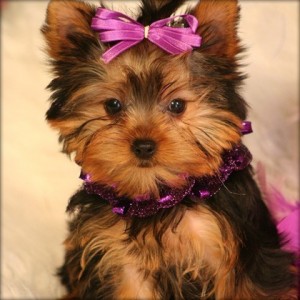 Outstanding two Yorkshire Terrier puppies