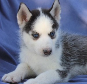 gorgeous husky puppy for adoption