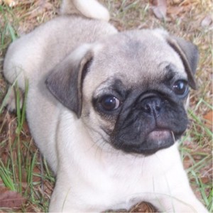 EXCELLENT AKC MALE AND FEMALE PUG PIPPIES FOR YOUR KIDS