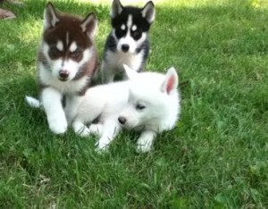 Affectionate Siberian Husky puppies For Sale