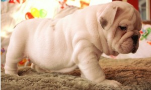 Akc-registered-English-Bulldog-Puppies Available for free adoption