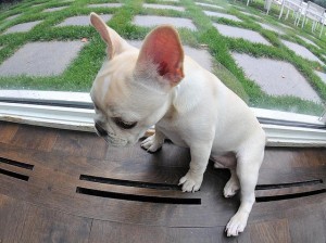 Male &amp; Female French Bulldog Puppies