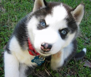 Two Blue Eyes Siberian Husky Pups