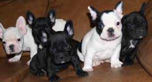 Active French bulldog puppies