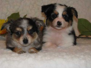 Mini Texas Heelers