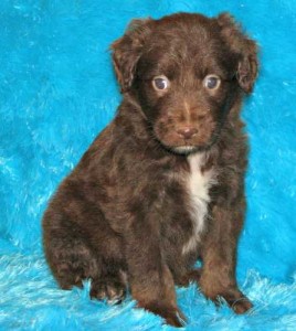 Aussiedoodle Puppies