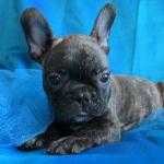 avaibale french bull dog puppies