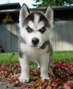 Christmas husky black and white for a good home