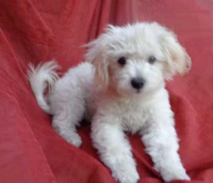 12 Week Old Maltipoo Puppy