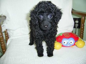 Toy Poodle Girl And Boy