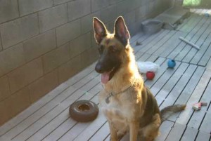 Large German Shepherd pups