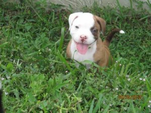 3/4 American Bulldog, 1/4 Pit