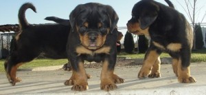 Cutest Rottweiler puppies Available Now for sale