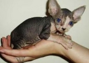 Sphyxns kittens for sale.