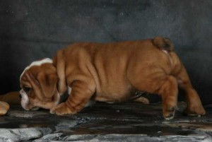 Stunning Wrinkles Brown/white English Bulldog Puppies