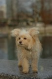 stunning teacup yorkie puppies