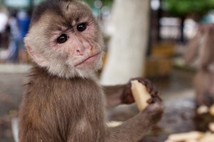 I had 2 male and Female Healthy Capuchin Monkey For Free Adoption.