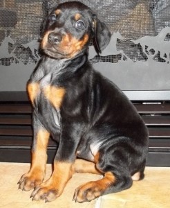 Euro &amp; Hoytt Bloodlines ./doberman pinshers ear croppings avaiable