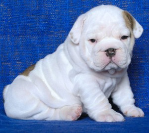 Free AKC registered Male and Female English bulldog puppies for Adoption