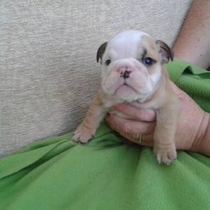 Kc Registered English bulldog