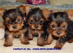 Male and Female yorkie puppies for adoption