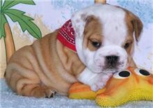 Purebred English bulldog puppies