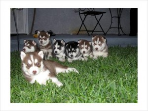 Male and Female siberian husky puppies for adoption