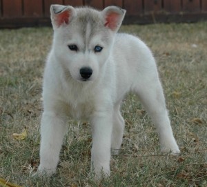 Healthy male female siberian Husky puppies need a home !