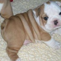 very creatives english bulldog for sale