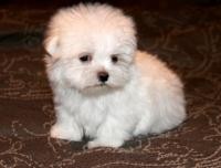 MAGNIFICENT MALTESE PUPPIES READY TODAY