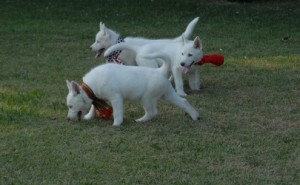 100% healthy siberian husky puppies Available !!