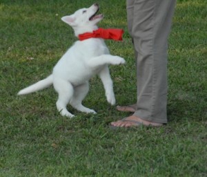 Friendly male and female siberian Husky puppies for adoption.