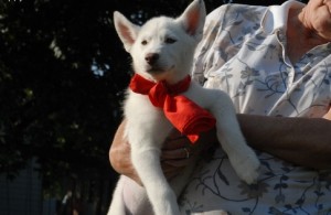 Excellent Quality Siberian Husky puppies for adoption and re homing