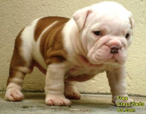 Delighted English bulldog puppies for adoption.