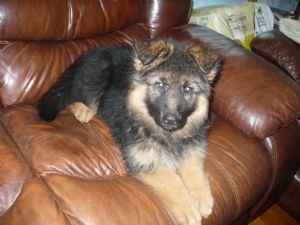 AKC REGISTERED GERMAN SHEPHERD PUPPIES