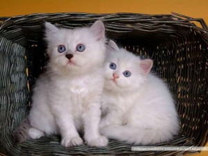 Beautiful Persian Kittens for re-homing